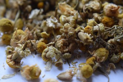 Close-up of a collection of dried chamomile flowers spread out on a surface.