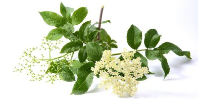 A branch of elderflower with clusters of small, creamy-white flowers and green leaves, isolated on a white background.